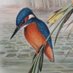 Neoplatonic Kingfisher (@kingfisherplato) Twitter profile photo
