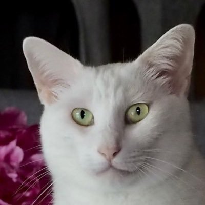 にに♀・まめ♀・まろ♂・うずら♀・まさ♂の5にゃん😸猫の物語書いてます→ https://t.co/HbNY7ZajIi📖ににの記事→ https://t.co/rFiuu9osxO 無言フォロー歓迎 ✨無断転載禁止🈲