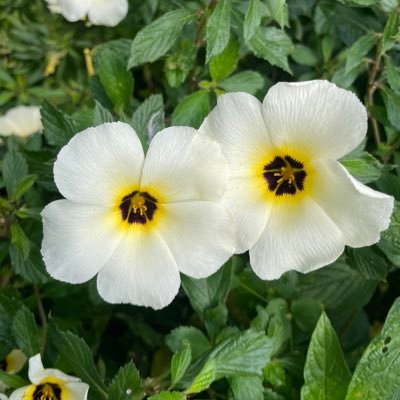 lac_net496's profile picture. 