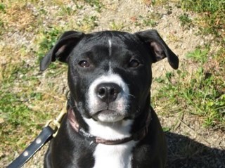 purplestormbabe's profile picture. mum of 4 kids, 1 very spoiled Staffordshire bull terrier and a very passionate Melbourne Storm supporter.