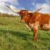 TxLonghornClips (@txlonghornclips) Twitter profile photo TxLonghornClips (@txlonghornclips) Twitter profile photo