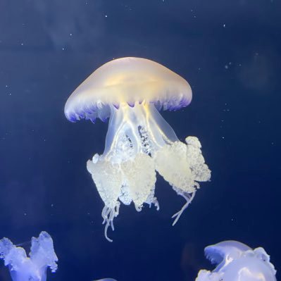 曳舟さんのプロフィール画像