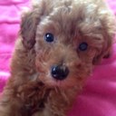 Akemi Yoshida - @AkemiSeacology - Twitter