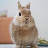70,000円のうなぎ (@9ssjvcmcpw76132) 's Twitter Profile