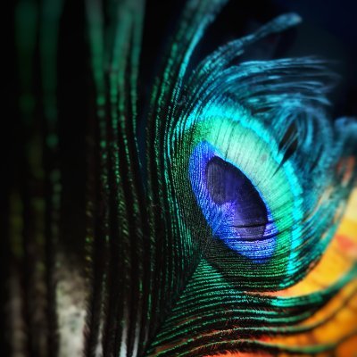 BabulKumar82418's profile picture. hunting @LifeFormsNFT REFLECTED