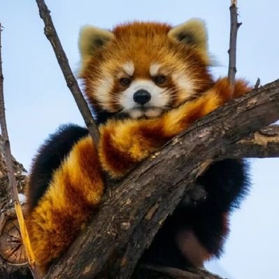 melovekoseh's profile picture. It's great to be human