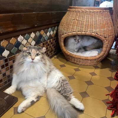 🐈️さんのプロフィール画像