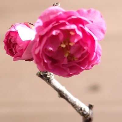 Cbf5hjdWdVtI6Iu's profile picture. まだまだ勉強することばかりです。
いろいろチャレンジしてみたい。
無言フォロー失礼します。
皆さんの素敵な写真を見させてもらって
ます🎵　植物・生き物も好きです😄
#盆栽　#観葉植物　#多肉植物　#植物 　#苔　#動物　#自然　#アクアリウム　#熱帯魚　#かわいいもの好き