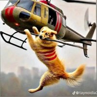 Thái Nguyễn (@nguyenthai3979) 's Twitter Profile