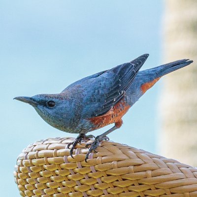 国立科学博物館「鳥展」で鳥に興味を持ち、まずは身近な鳥達の事から知ろうと勉強中!最近、外で見かける鳥たちの名前がわかるようになってきて、楽しくなってきました。 EOS R8 + RF 800mm f11というなんか癖のあるレンズを使ってます。最近αに手を出してしまった…