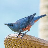 ぴよぐち🔰沖縄の野鳥 (@okinawa_birds) 's Twitter Profile Photo