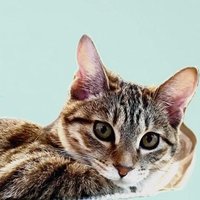 ニコ (@dayo_0105) 's Twitter Profile