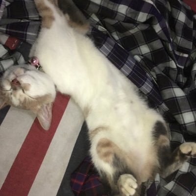 bunex13's profile picture. 