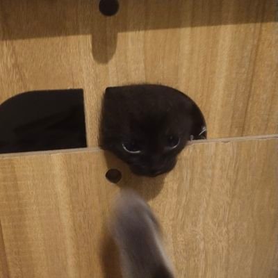sassy_rizz's profile picture. boyfailure