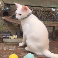 もこ (@shiroi_neko8645) 's Twitter Profile Photo