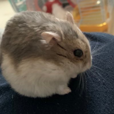 どぅさんのプロフィール画像