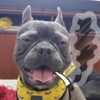 César RR 🇨🇱 🐶🐶 Nacional Libertario (@cesar_a_rr) 's Twitter Profile