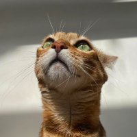 MY CRAZY BENGAL CAT (@docawh) 's Twitter Profile
