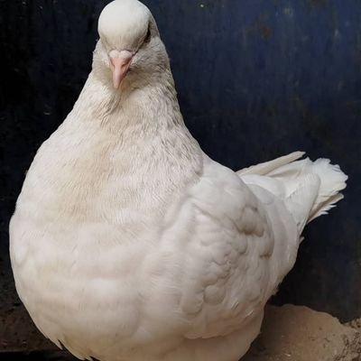 babaye_4441's profile picture. Hausa fulani