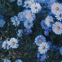 tana (@_tana_t) 's Twitter Profile Photo tana (@_tana_t) 's Twitter Profile Photo