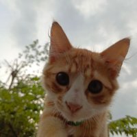 jap (@lliaanf) 's Twitter Profile