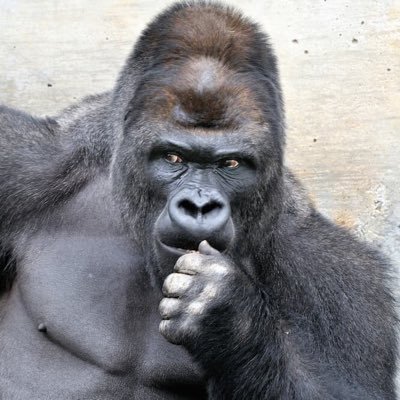 gori09035511's profile picture. お友達に誘われて懸賞はじめました。 よろしくお願いいたします(*.ˬ.)"