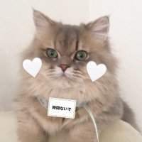 にゃ🐱しの担‎‎🤍 (@shino_kawababy) 's Twitter Profile Photo