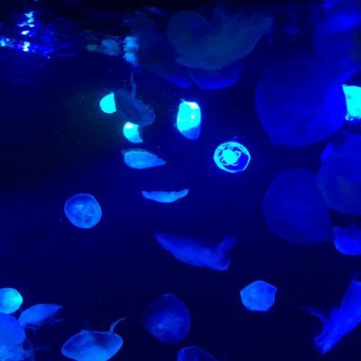 aomatsuri's profile picture. メイン垢消えたからゲーム用引っ張り出してきた｜元書店員｜インテリア関連の仕事｜ラノベ ｜アイドル｜ゲーム