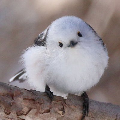 シマエナガに愛されたい。