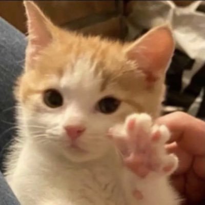 xftxrrxxn's profile picture. ɪ’ᴍ ᴄᴀᴛ ᴘᴇʀꜱᴏɴ :3 • ʟᴇꜱꜱᴇʀᴀꜰɪᴍ • ᴋɪᴍ ᴄʜᴀᴇᴡᴏɴ • ᴍɪʏᴀᴡᴀᴋɪ ꜱᴀᴋᴜʀᴀ • ʟɪɴɢʟɪɴɢ ᴋᴡᴏɴɢ • ᴏʀᴍ ᴋᴏʀɴɴᴀᴘʜᴀᴛ ねむねむこねこ ✨— 🐯🐱🦮🦋🌷🤍🩵💜