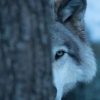 ak-47 (@toyruksad) Twitter profile photo