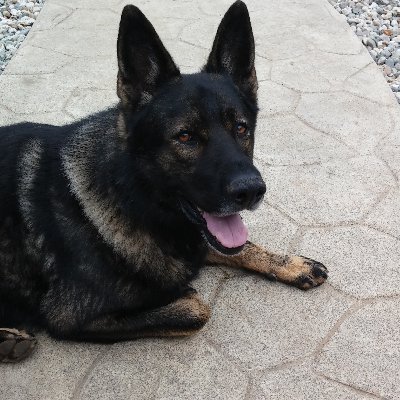 Ashenfs's profile picture. German Shepherd lover, a true fiscal conservative, and wants the government out of all of our lives.