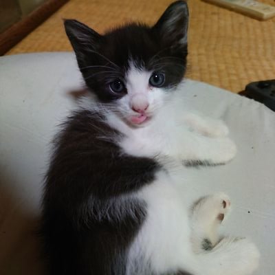 potikoro1344's profile picture. 動物好きな人と仲良くなりたいです