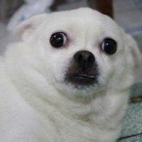 루시 (@cyrel0070) 's Twitter Profile