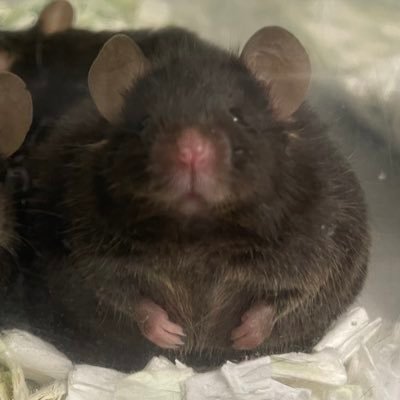 ぴかちゅうさんのプロフィール画像