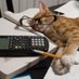 Cat accountant (@partijatekno) Twitter profile photo Cat accountant (@partijatekno) Twitter profile photo