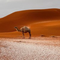 عبدالرحمن القحطاني (@abdulrhmanal0) Twitter profile photo