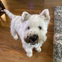 Angus the Westie and Megan (@megandorne83483) 's Twitter Profile Photo Angus the Westie and Megan (@megandorne83483) 's Twitter Profile Photo