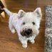 Angus the Westie and Megan (@megandorne83483) Twitter profile photo Angus the Westie and Megan (@megandorne83483) Twitter profile photo