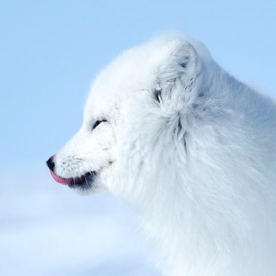 @2025arcticfox