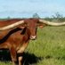 relatos de traição🐂 (@relatodetraicao) Twitter profile photo relatos de traição🐂 (@relatodetraicao) Twitter profile photo