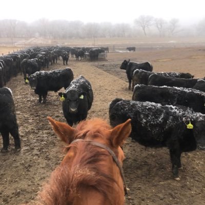 Cattle feeder, dad,grandpa,veterinarian married to a vet.”He causes the grass to grow for the cattle...so that he may bring forth food from the earth.”Ps 104:14