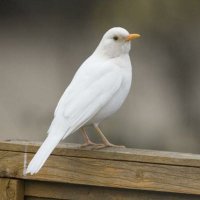 𝑭𝒊𝒅𝒆𝒍𝒆 (@fidemoy) 's Twitter Profile
