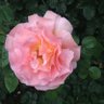 KoliviaNat's profile picture. Bay Area, loves to walk, a lot! politically centrist. Bach too.