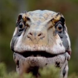 PaleoChloe π³οΈββ§οΈπ Profile