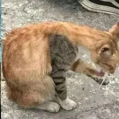 RUDEOSSS's profile picture. 