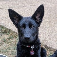Leah Angstman (@leahangstman) 's Twitter Profile