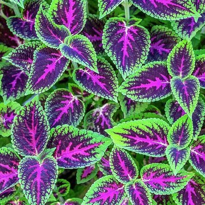 sophwinnie's profile picture. 