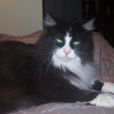 CindyLP8's profile picture. Pro-Life Catholic, Devoted Wife and Mother, Patriot 🇺🇸🇺🇸🇺🇸. 🚫NO DMs!🚫NO Crypto! ❗️DMs get you BLOCKED!