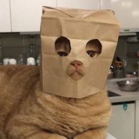 Nevişahsınamünhasır (@bilmiomkne) Twitter profile photo